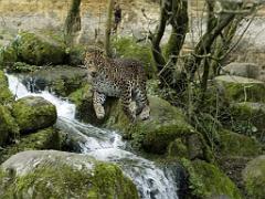 149 BIO PARC DE DOUE LA FONTAINE 3- 2016_000016